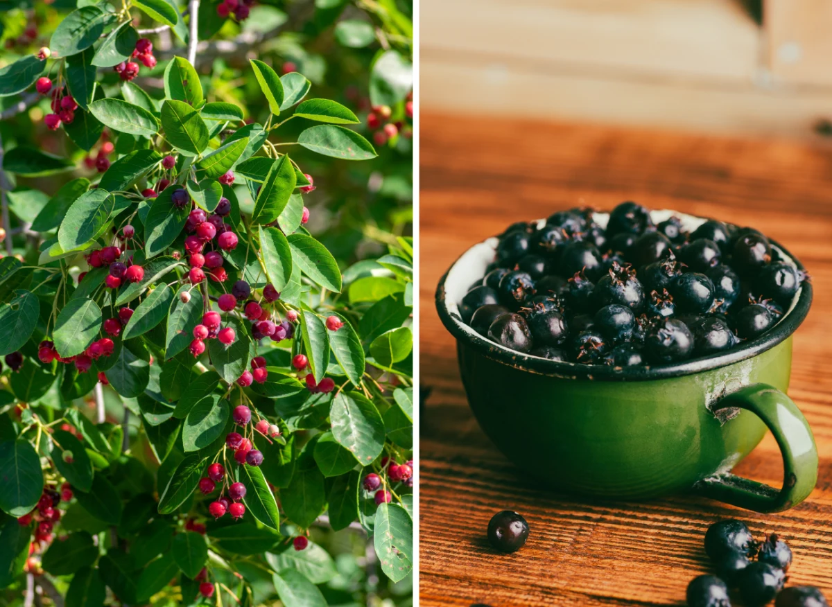 Wyjaśniamy, jak uprawiać świdośliwę Lamarcka