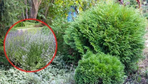 W pobliżu tui lepiej nie sadzić roślin zasadolubnych.