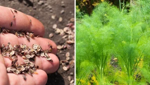 Wyjaśniamy, kiedy wysiać koper i jak go uprawiać.