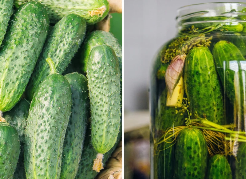 Wyjaśniamy, jakie odmiany ogórków będą najlepsze do kiszenia