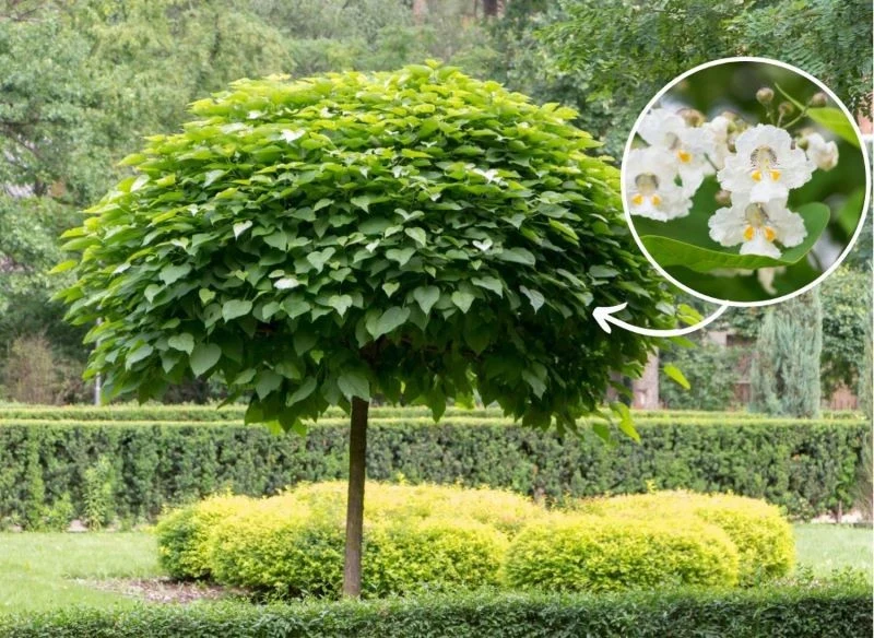 Właściwa nazwa drzewa katalpa to surmia