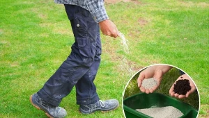 Sprawdź, jak i czym nawozić trawę na wiosnę, by była intensywnie zielona i zdrowa.