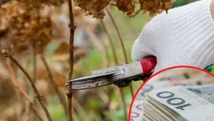 Sprawdź, czym jest licencja na rozmnażanie roślin i jakie kary grożą za jej brak.