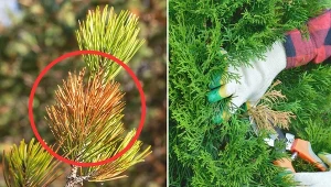 Brązowienie iglaków jest dość poważną sprawą, można temu jednak zaradzić.