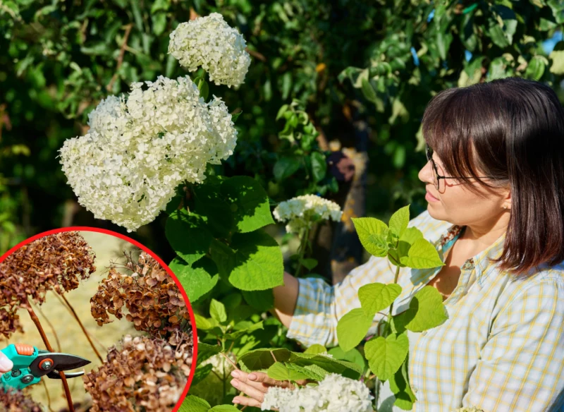 Najprostszym sposobem rozmnażania hortensji jest rozmnażanie z patyków