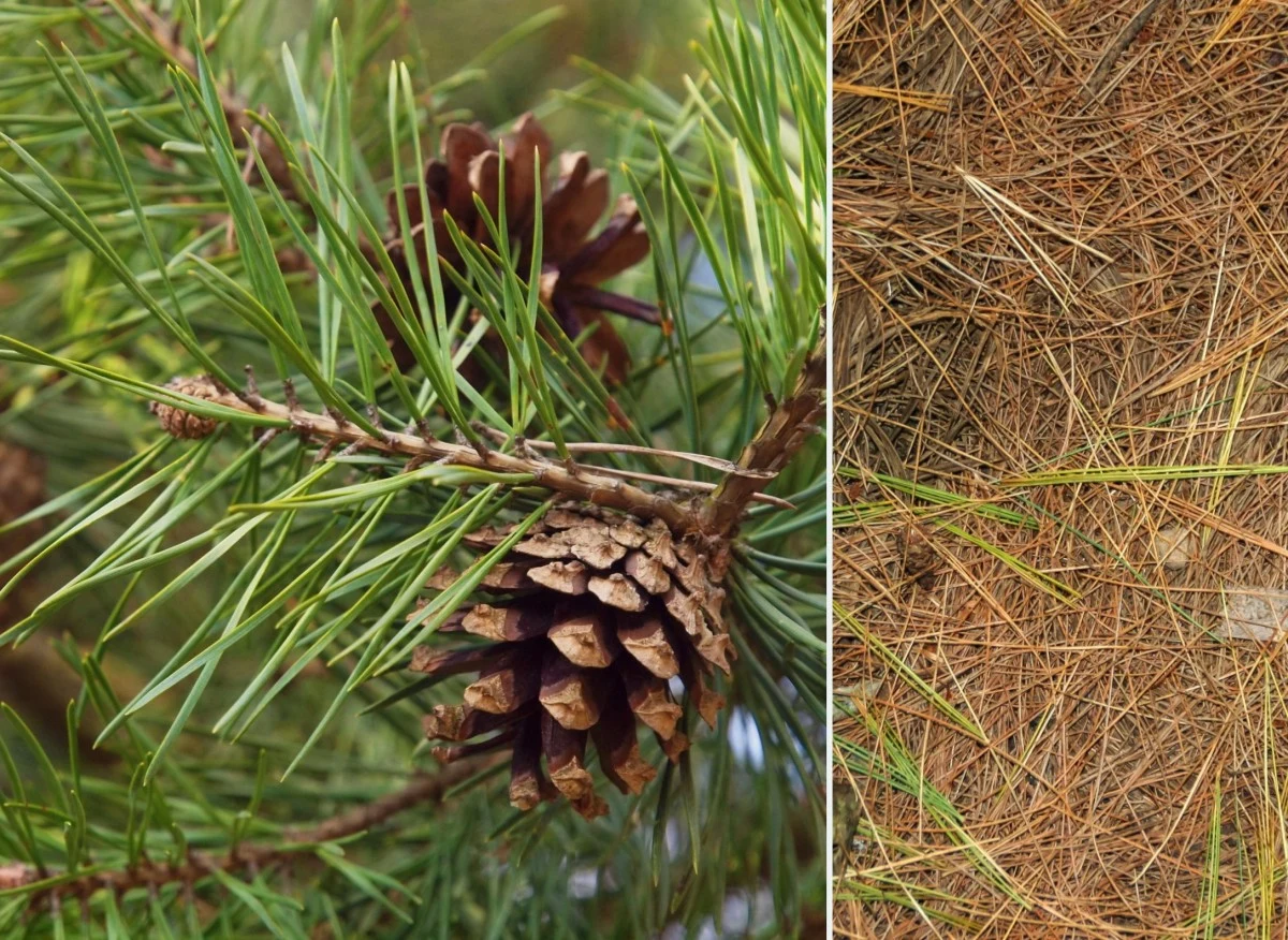 Gubienie igieł sosny może być spowodowane niewłaściwą uprawą, chorobami grzybowymi lub pojawieniem się szkodników