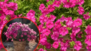 Wyjaśniamy, jak uprawiać supertunie, by obficie kwitły przez cały sezon.