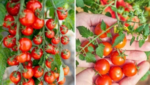 Wyjaśniamy, jakie odmiany pomidorów koktajlowych warto posadzić w tym roku.