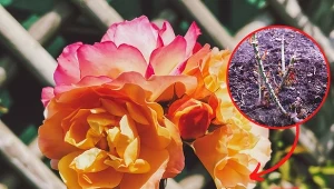 Istnieje kilka sposobów rozmnażania róż.