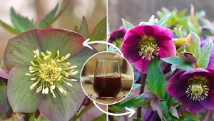 Ciemiernik to uroczy kwiat o niewielkich wymaganiach.