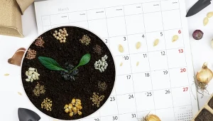 Kalendarz biodynamiczny wprowadza zasady, które odpowiadają prawom natury.