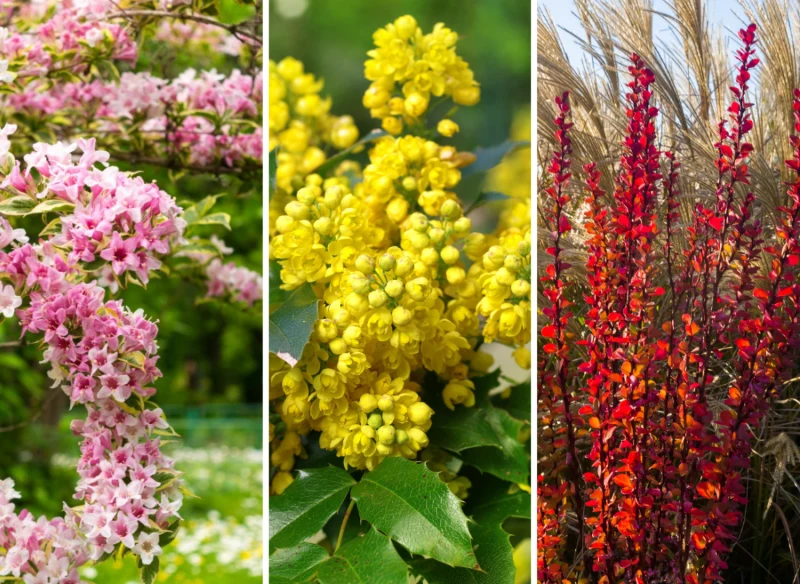 Przedstawiamy 8 kolorowych krzewów, które warto mieć w ogrodzie