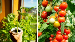 Wyjaśniamy, jak uprawiać pomidory, by zebrać obfity plon.