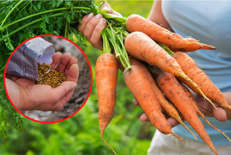 Marchew to cenne źródło witamin