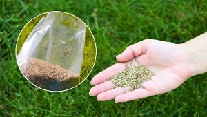 Jaka trawa na trawnik do ogrodu? Poznaj najlepsze mieszanki nasion traw.