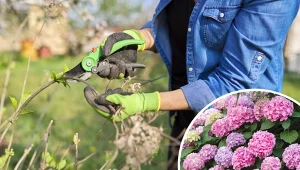 Jak i kiedy przycinać hortensje zależy od rodzaju roślin rosnących w ogrodzie.