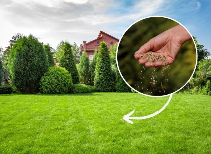 Zielony i gęsty trawnik to marzenie każdego właściciela działki