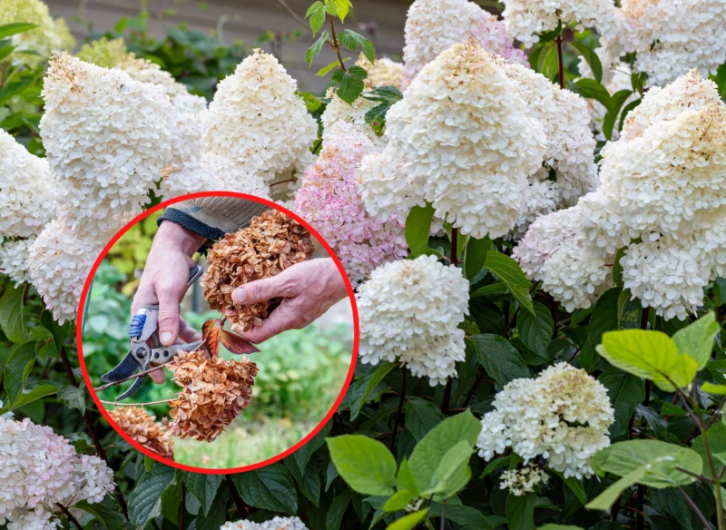 Wyjaśniamy, jak przycinać hortensję bukietową