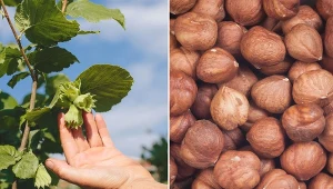 Orzech laskowy najlepiej rośnie na stanowisku jasnym i słonecznym.