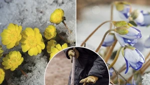 Rośliny cebulowe są przeważnie odporne na działanie przymrozków.