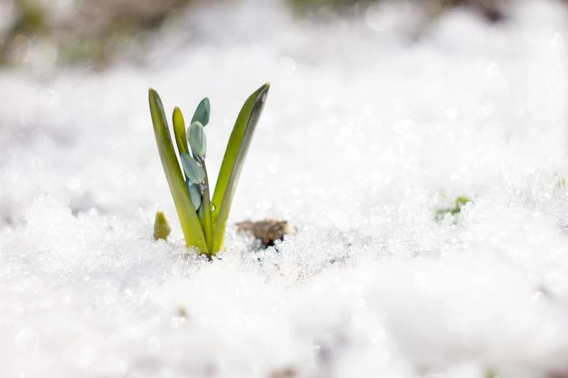 Wczesnowiosenne przymrozki mogą spowodować uszkodzenie roślin, które rozpoczęły już wegetację