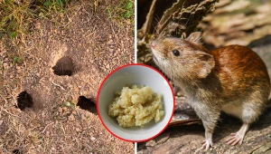 Wyjaśniamy, jak odstraszyć nornice z ogrodu.