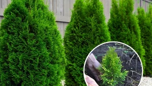 Mikoryza do tui przynosi szereg korzyści, co przekłada się na lepszy wygląd iglaka.