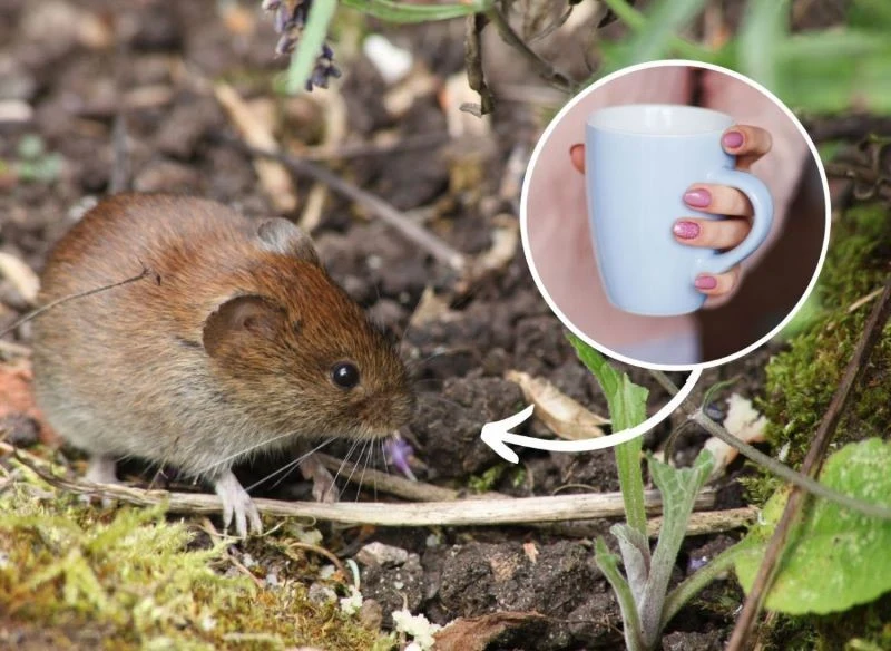 Nornice potrafią zrujnować nawet najbardziej zadbany ogród