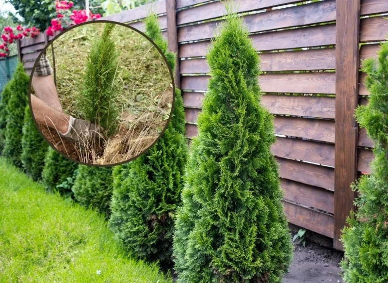 W jakiej odległości sadzić tuje od płotu sąsiada