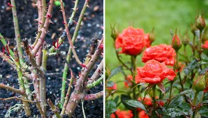 Wyjaśniamy, jak prawidłowo przycinać róże na wiosnę.