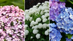 Hortensja ogrodowa doczekała się setek odmian. Poniżej znajdziesz naszą listę hortensji o najpiękniejszych kwiatach.