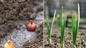 Jak i kiedy sadzić cebulę dymkę? Sprawdź, o czym musisz pamiętać.