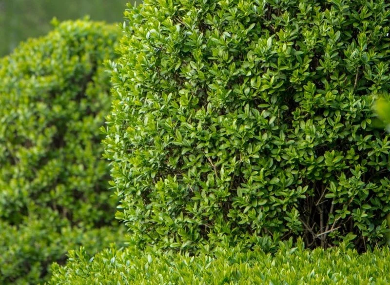 Żywopłot z ligustru jest bardzo popularny w naszym kraju