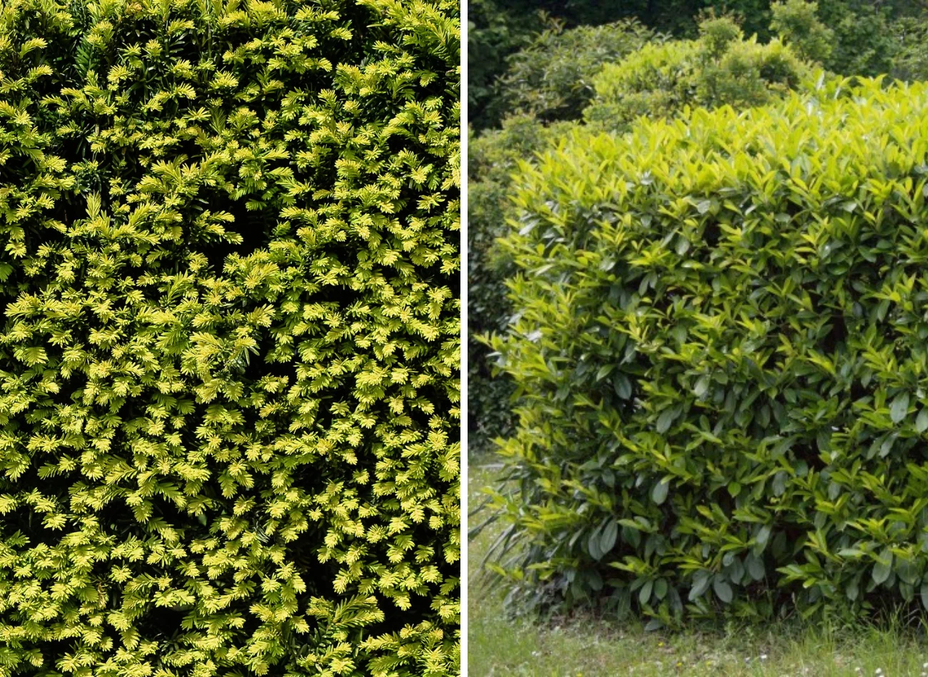 W roli wiecznie zielonego żywopłotu sprawdzi się m