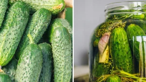 Wyjaśniamy, jakie odmiany ogórków będą najlepsze do kiszenia.