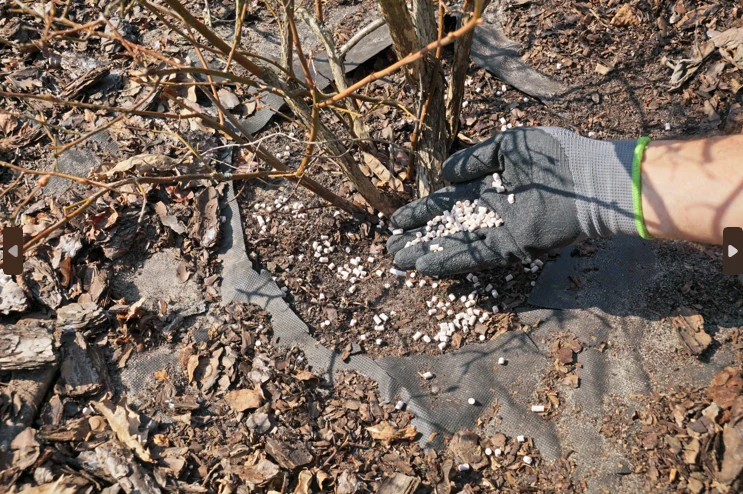 W sklepach ogrodniczych można znaleźć nawozy zakwaszające specjalnie pod borówkę amerykańską