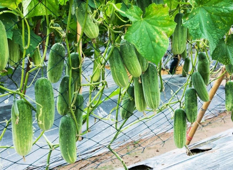 Uprawa ogórków na podporach ma wiele zalet