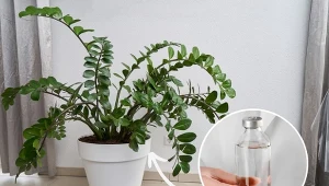 Sprawdź, czym podlewać zamiokulkasa, żeby szybko rósł.