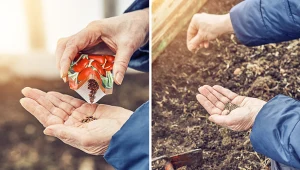 Jakie warzywa można siać w marcu?