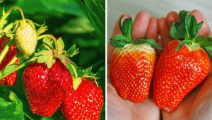 Wyjaśniamy, jakie odmiany truskawek sprawdzą się w przydomowej uprawie. Fot. 123Rf.com/Canva Pro