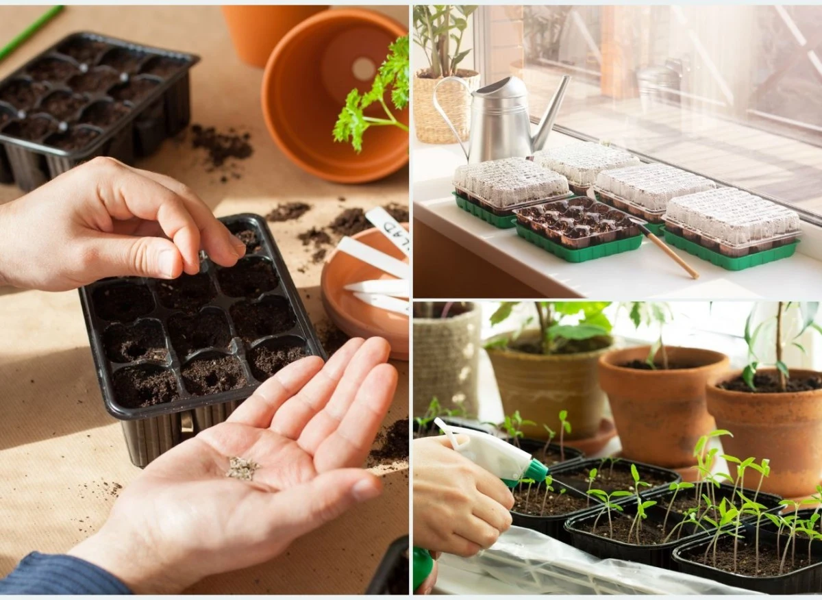 Rozsadę można łatwo uprawiać na parapecie