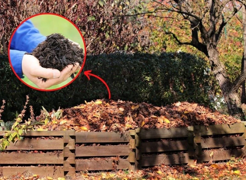 Kompost z liści sprawdzi się do ściółkowania rabat