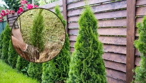 W jakiej odległości sadzić tuje od płotu sąsiada? Oto praktyczny poradnik.