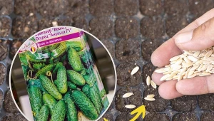 Podobno ogórki najlepiej jest siać po zimnej Zośce. To 15 maja, czyli dzień, w którym Zofie obchodzą imieniny.