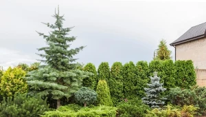 Chcesz skutecznie odgrodzić się od sąsiada? Posadź szybkorosnące iglaki na żywopłot.