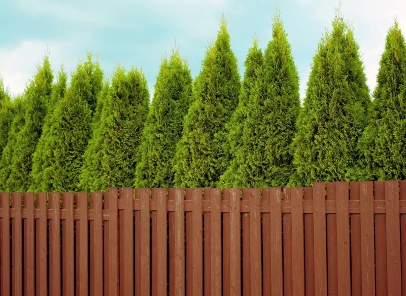 Tuje najlepiej sadzić 50 centymetrów od ogrodzenia