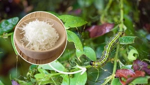 Podpowiadamy, jak przygotować skuteczne opryski na ćmę bukszpanową.