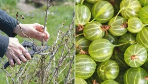Agrest należy przycinać wiosną zaraz po posadzeniu rośliny lub w kolejnych latach w okresie przedwiośnia.