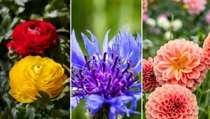 Sprawdź, jakie kwiaty można sadzić w marcu.