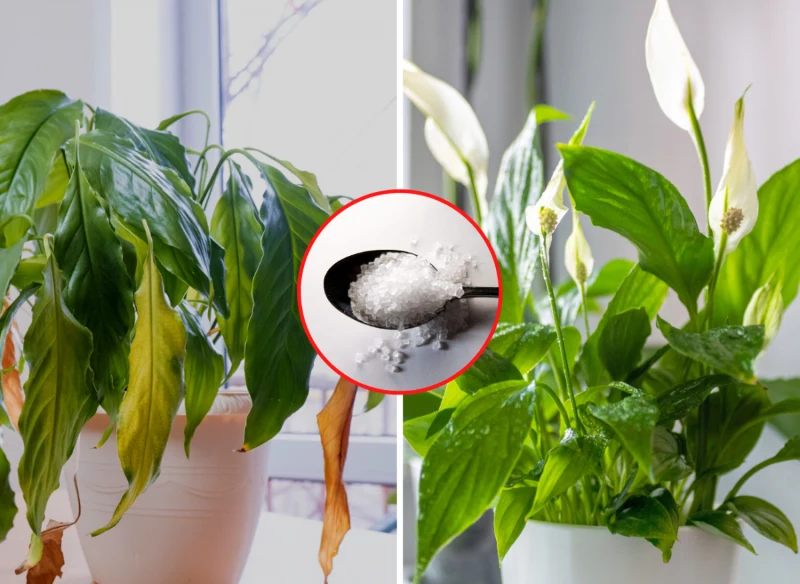 Wyjaśniamy, co zrobić, by skrzydłokwiat miał zdrowe liście i kwiaty